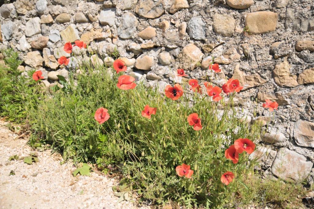 Du Domaine Des Dames